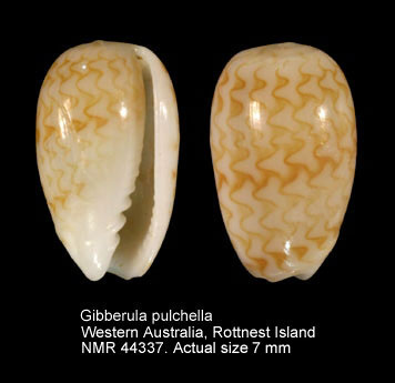 Gibberula pulchella.jpg - Gibberula pulchella(Kiener,1834)